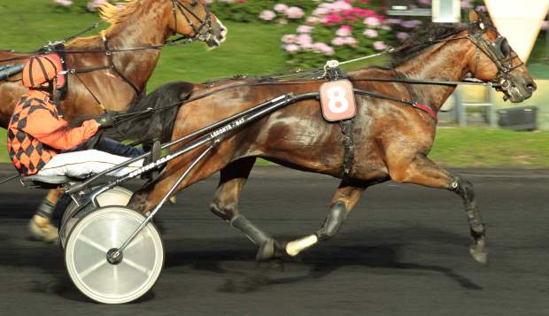 Vente De Chevaux De Course Trotteur 2024 www tofrei